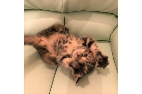 成約済の大阪府のアメリカンショートヘア-5546の2枚目